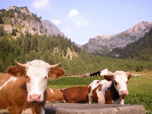 Perché gli animali erbivori non mangiano le foglie secche