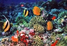 La Grande barriera corallina