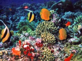 La Grande barriera corallina