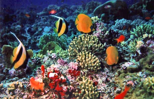 La Grande barriera corallina
