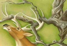 Il cervo alla fonte e il leone, favola di Esopo