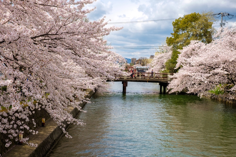 Fioritura dei fiori sakura