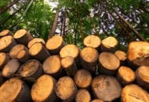 la deforestazione: cause e conseguenze ambientali