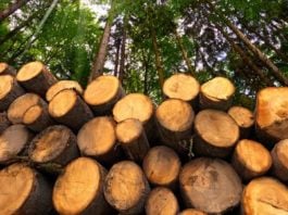 la deforestazione: cause e conseguenze ambientali