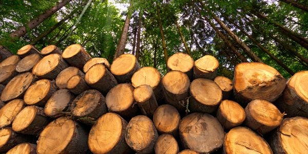 la deforestazione: cause e conseguenze ambientali