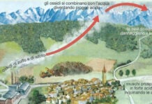 Piogge acide inquinamento