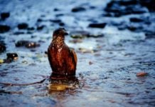 inquinamento dell'acqua o inquinamento idrico