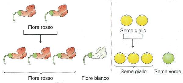 Ereditarietà dei caratteri - la seconda legge di Mendel