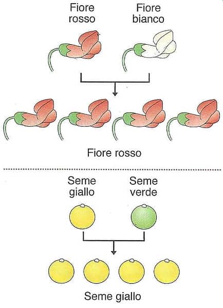 Ereditarietà dei caratteri - spiegato semplice - Studia Rapido