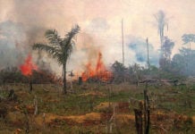Amazzonia a rischio distruzione: una minaccia per tutti