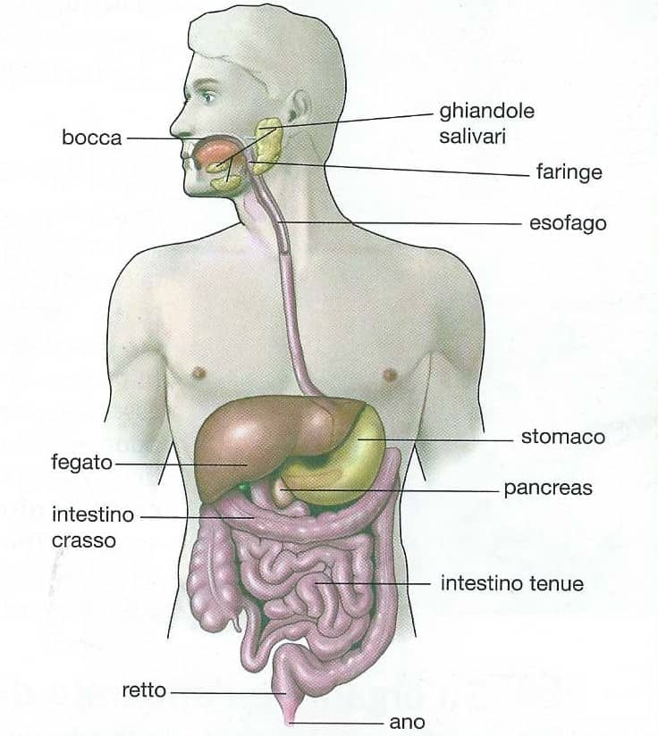 Apparato Digerente E Digestione Riassunto Facile Studia Rapido