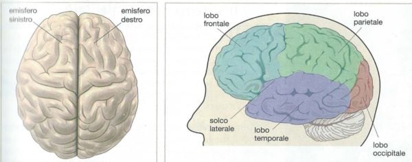 cervello e lobi cerebrali