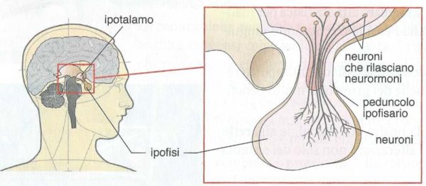 Sistema endocrino