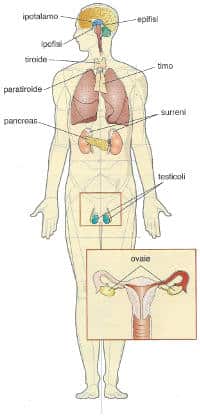 Le principali ghiandole endocrine