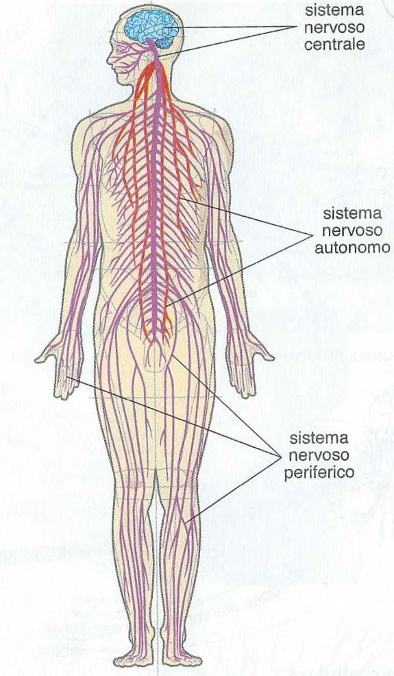 Sistema nervoso umano