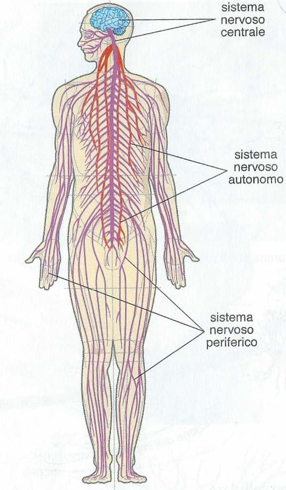 Sistema Nervoso Umano Riassunto Studia Rapido