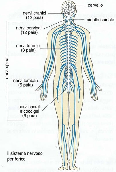 Sistema Nervoso Umano Riassunto Studia Rapido