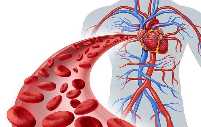 Apparato circolatorio e circolazione del sangue