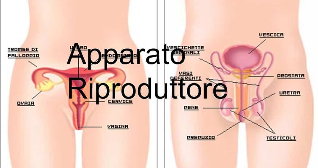 Apparato riproduttore femminile e maschile riassunto