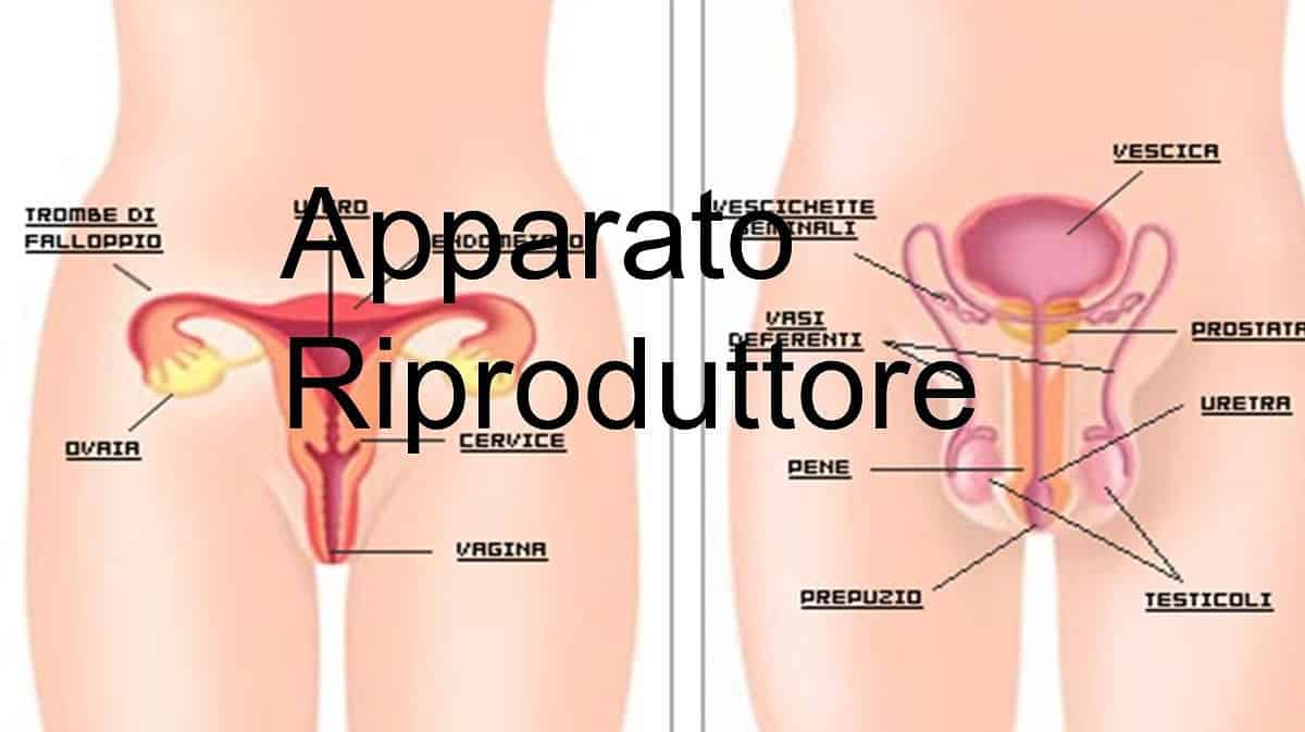 cosè unerezione di lunga durata