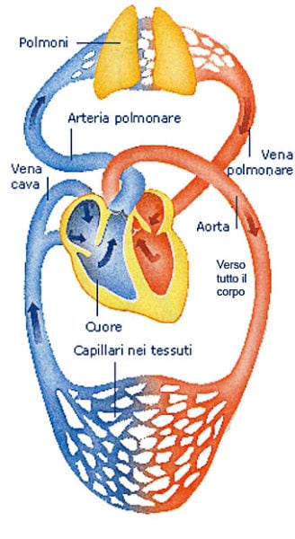 Apparato Circolatorio E Circolazione Del Sangue Studia Rapido