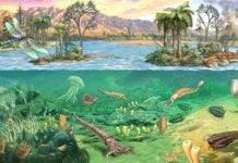 Ere geologiche schema: dalle prime forme di vita alla comparsa dell'uomo
