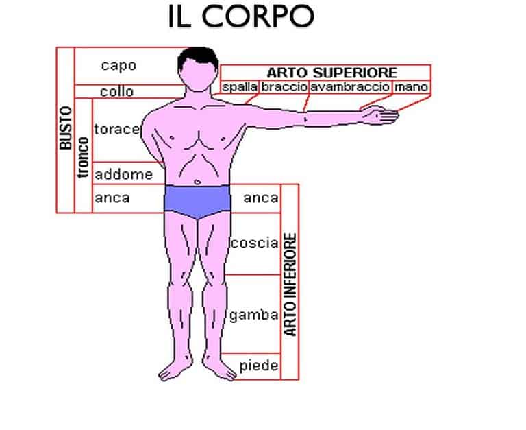 Il corpo umano