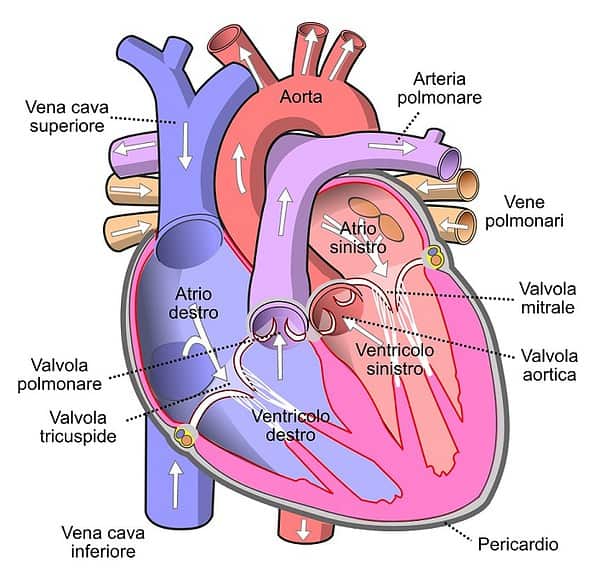 Apparato Circolatorio E Circolazione Del Sangue Studia Rapido