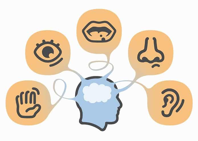 Organi di senso scienze: le cose da sapere