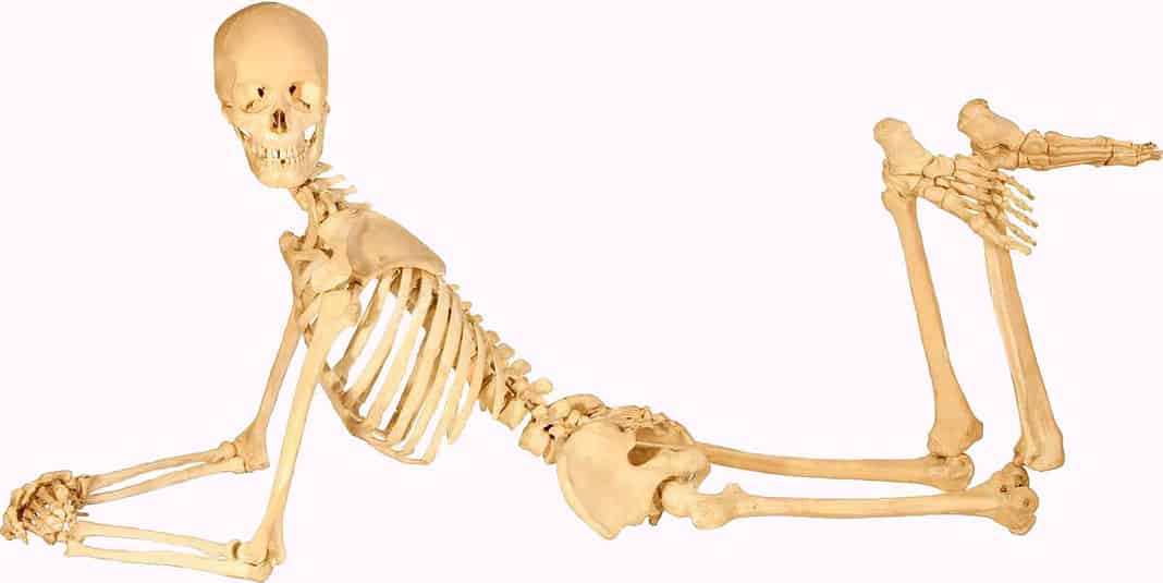 Sistema scheletrico corpo umano schema