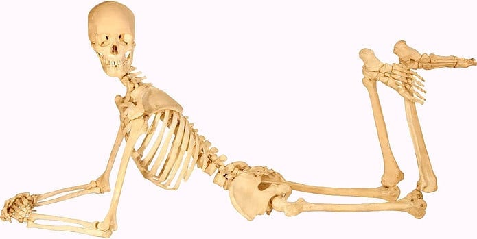 Sistema scheletrico corpo umano schema