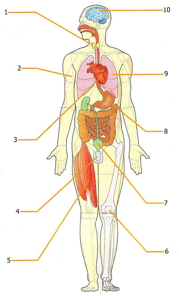 Sistemi E Apparati Del Corpo Umano Cosa Devi Sapere Studia Rapido