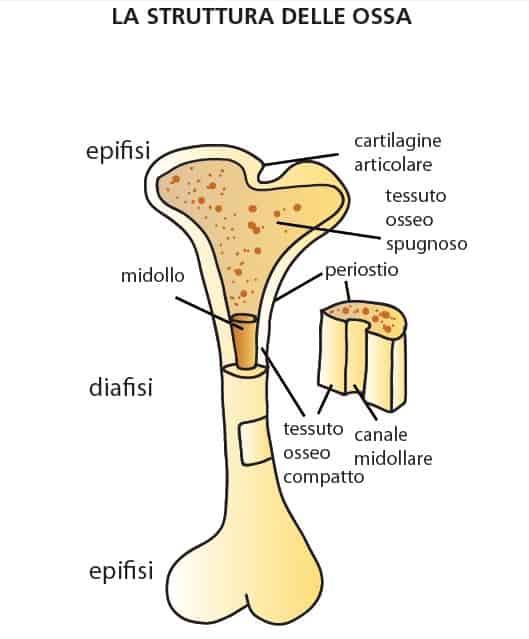 Ossa Del Corpo Umano Composizione Struttura Tipi Studia Rapido