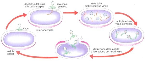 I virus: cosa sono e come si riproducono