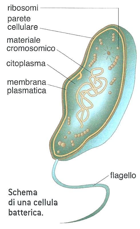 Schema di una cellula di batterio