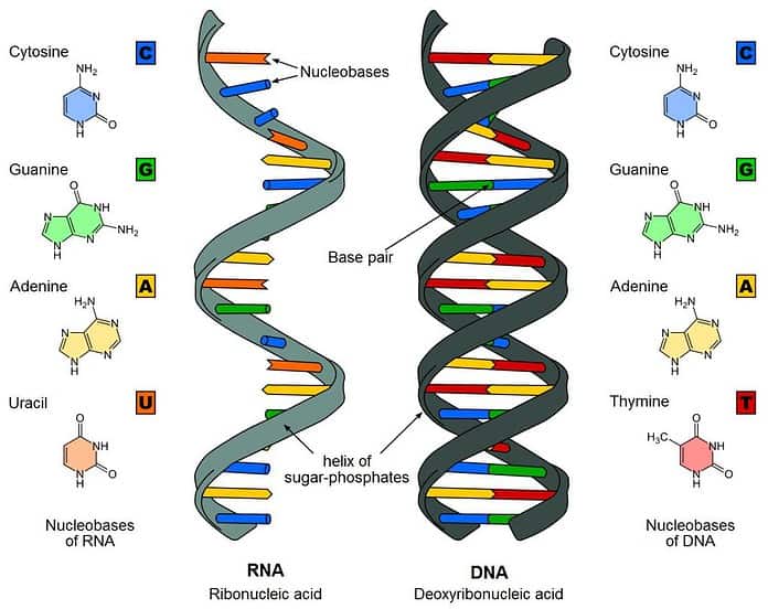 RNA e DNA cosa sono e differenze