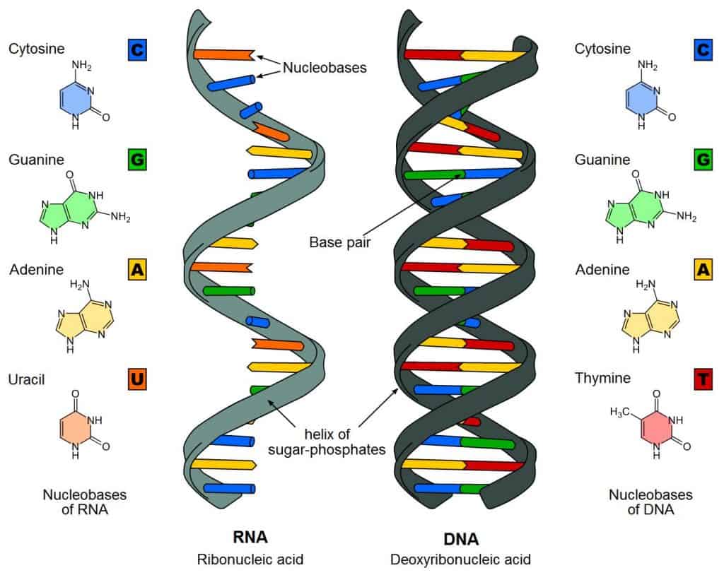 Rna E Dna Cosa Sono E Differenze Studia Rapido