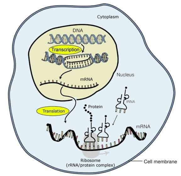 Sintesi proteica: trascrizione del DNA e produzione