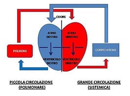 circolazione sanguigna