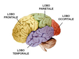 il cervello umano