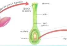 la riproduzione delle piante
