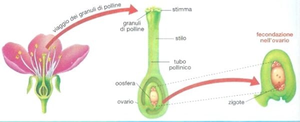 la riproduzione delle piante