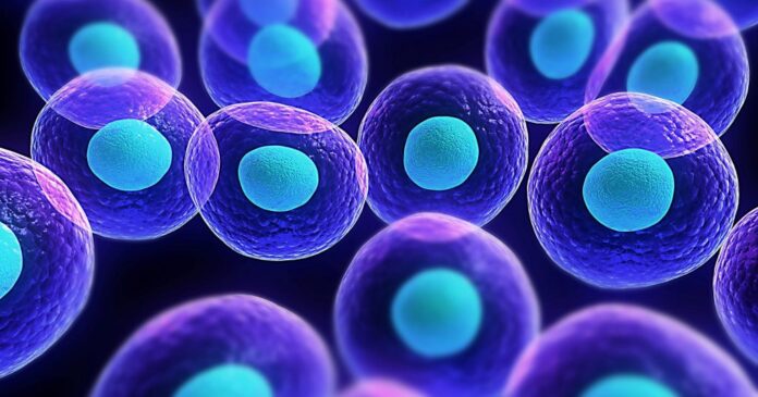 le cellule del corpo umano