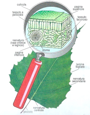 le parti della pianta