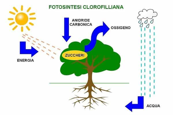 Le piante descrizione e caratteristiche - Studia Rapido