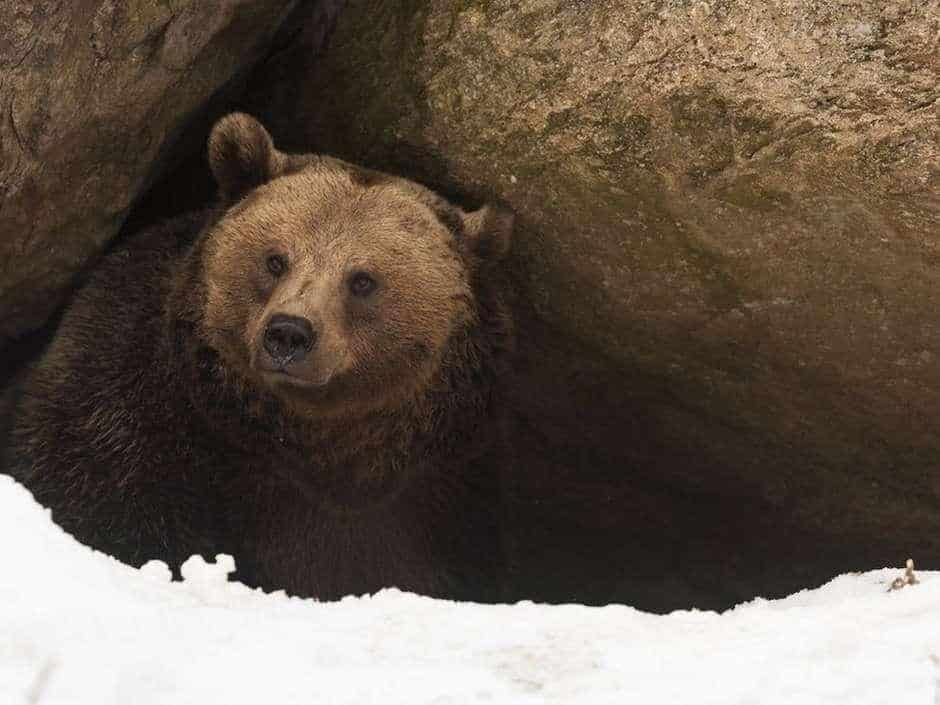 Quali animali vanno in letargo e perché