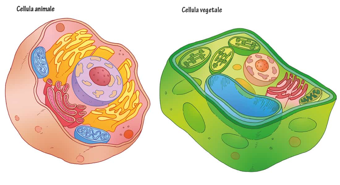 Cellula animale e cellula vegetale cosa è uguale e differenze 
