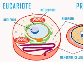 cellula eucariote e procariote