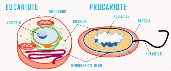 cellula eucariote e procariote