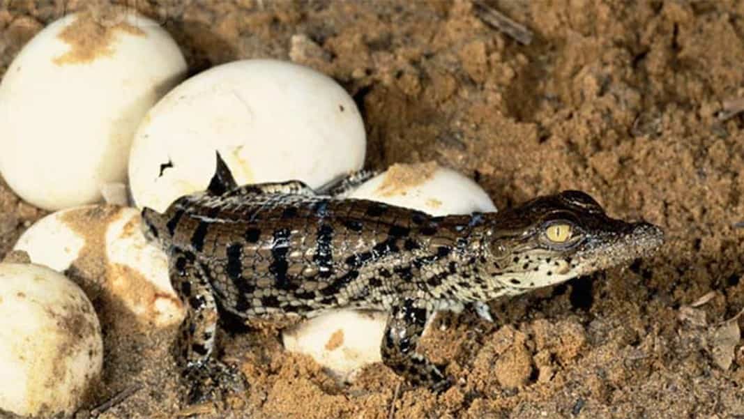 ovipari ovovivipari vivipari